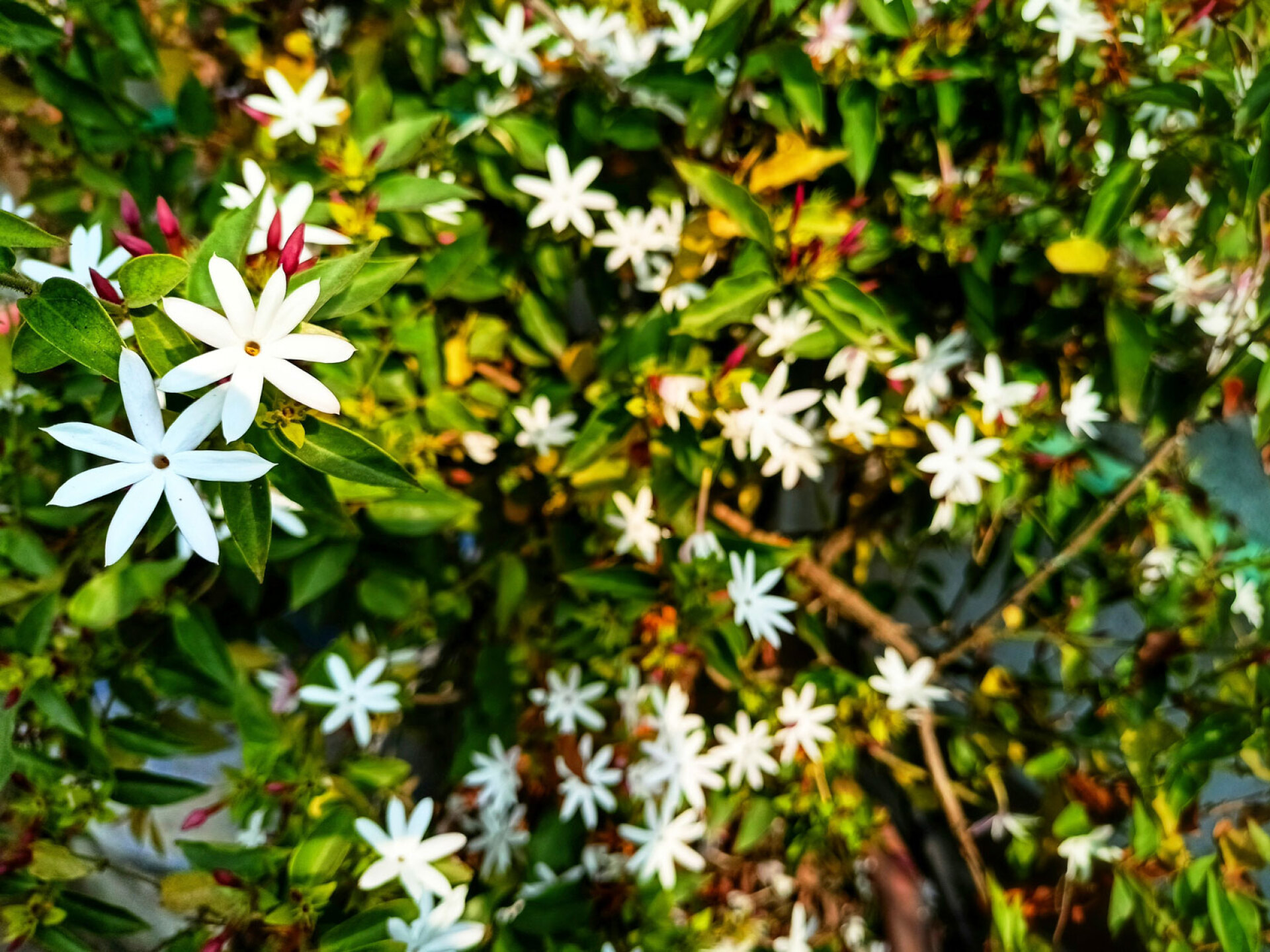 Ρυγχόσπερμο