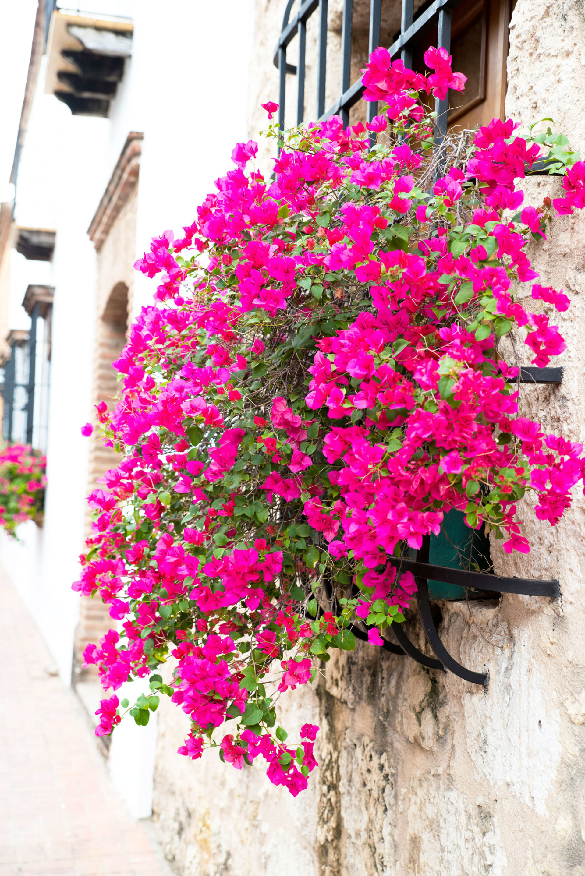 Βουκαμβίλια | Μπουκαμβίλια