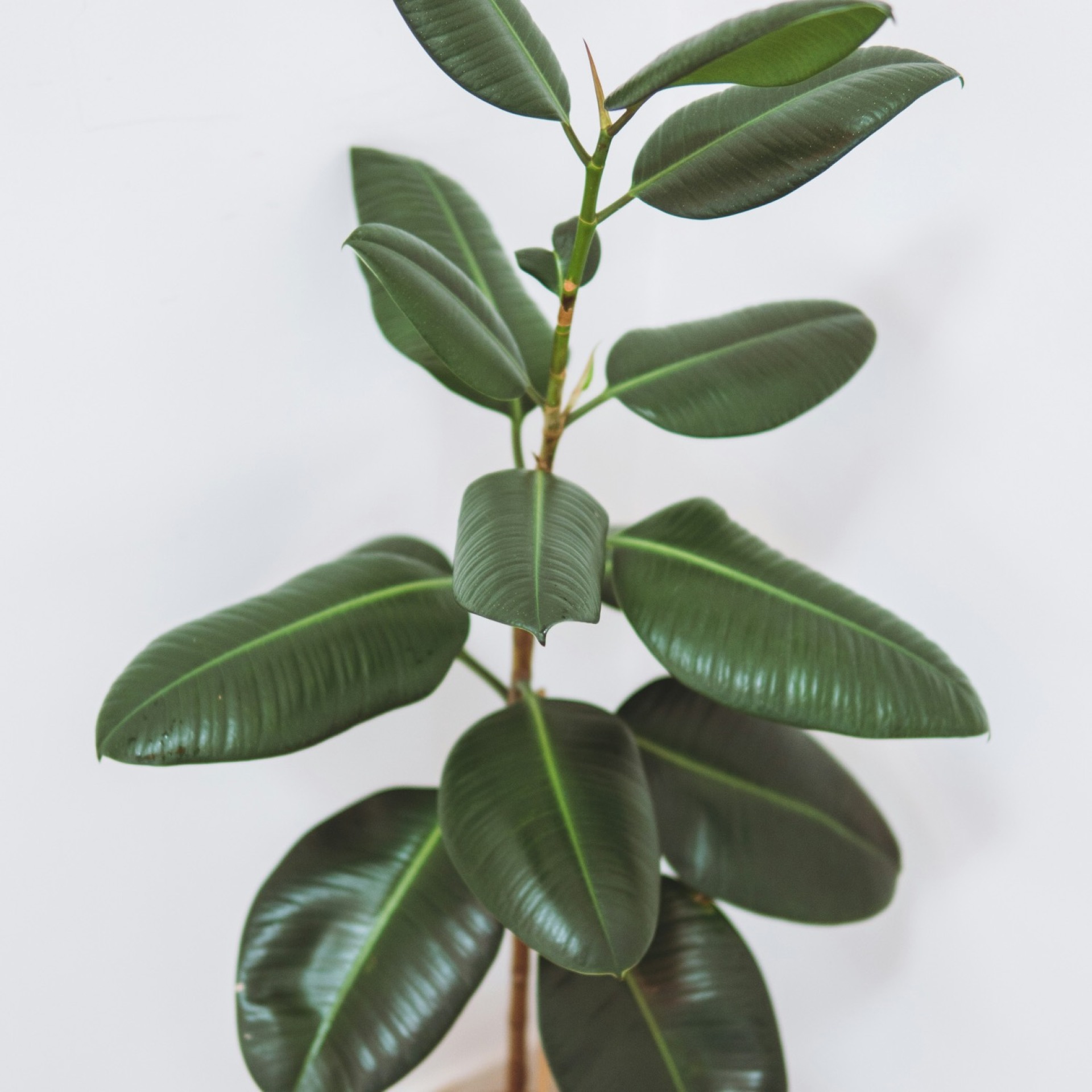 Σπίτια με αέρα πολυτέλειας  - Υπερμεγέθη φυτά 