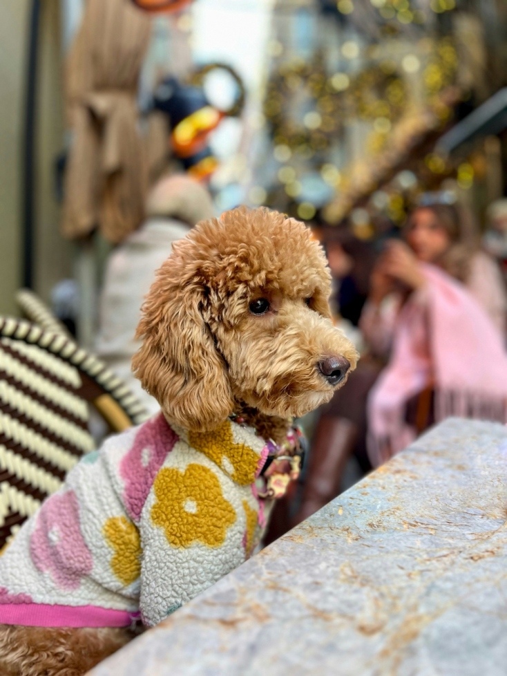 Ρούχα για κατοικίδια: Όταν τα social media μετατρέπουν μια τάση σε ολόκληρη βιομηχανία