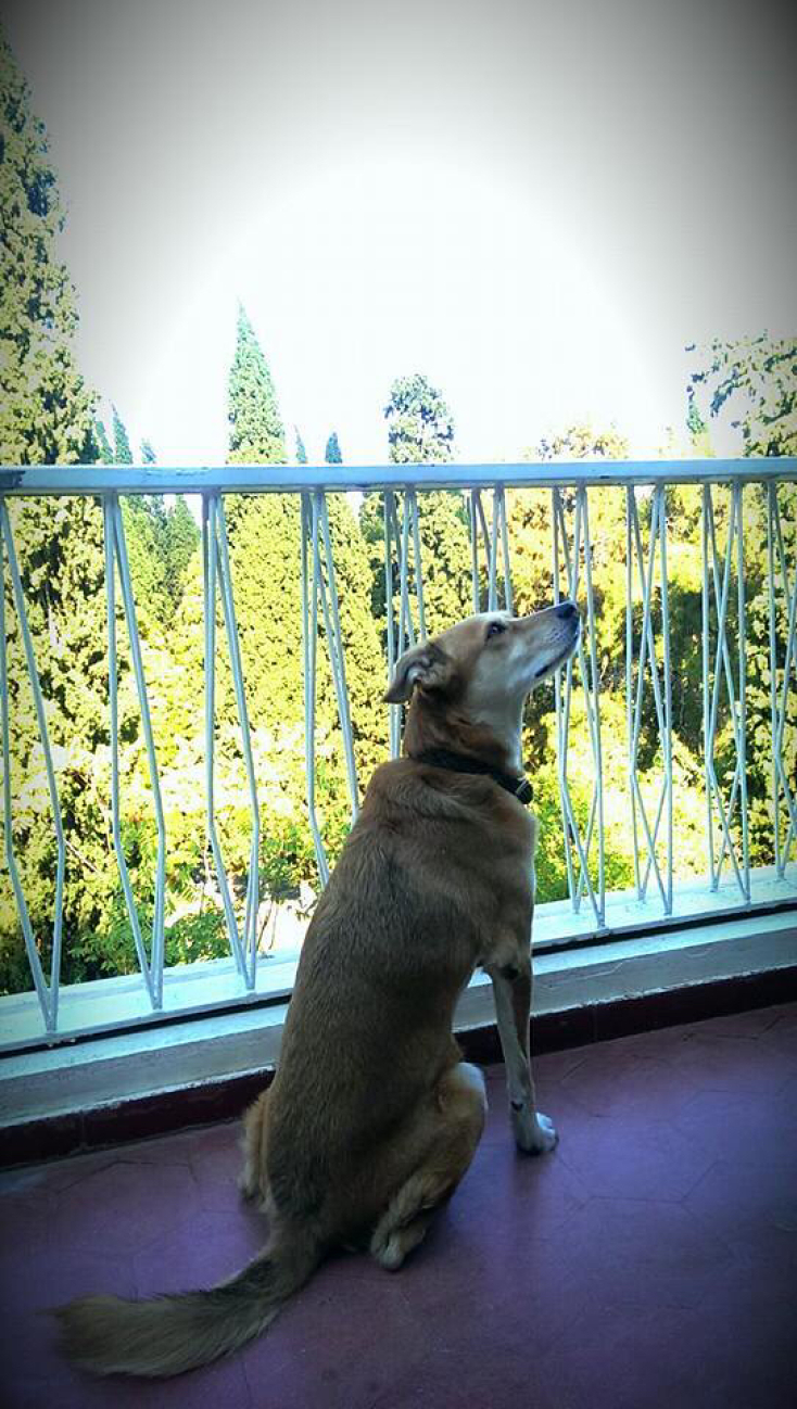 Ο σκύλος του σχεδιαστή Βασίλη Ζούλια