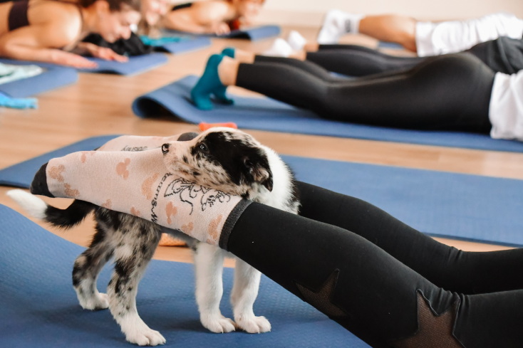 Puppy yoga