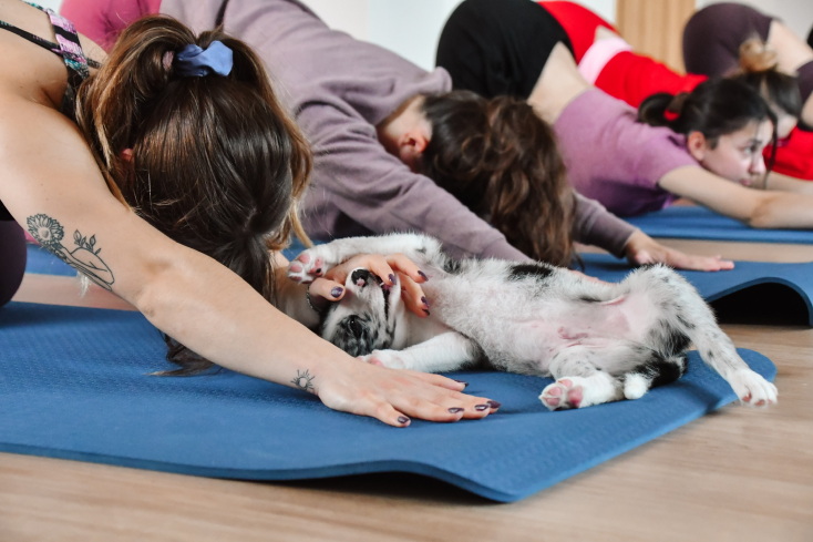 Puppy Yoga