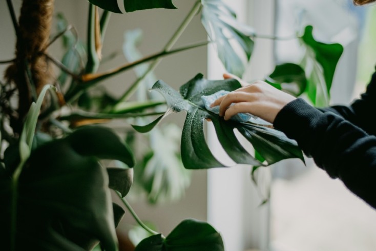 Φυτά μπάνιου: μονστέρα