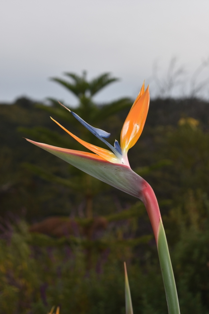 beautiful-bird-paradise-flower-tropical-garden__1_