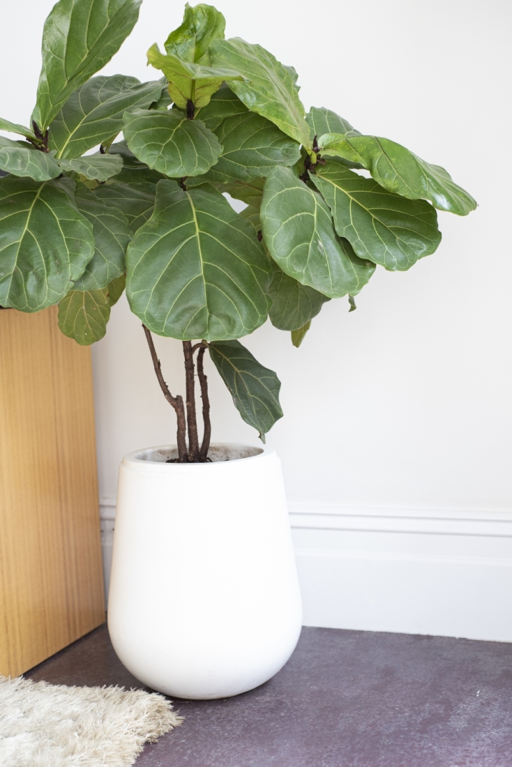 vertical-shot-indoor-fiddle-leaf-fig-plant-white-pot__1_
