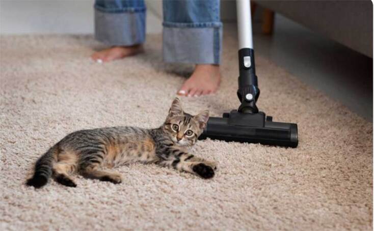 Γάτα έχει ξαπλώσει στο χαλί δίπλα στην ηλεκτρική σκουπα