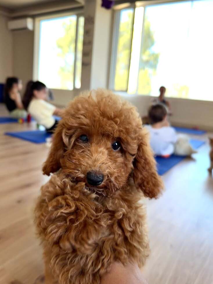 Paw Yoga