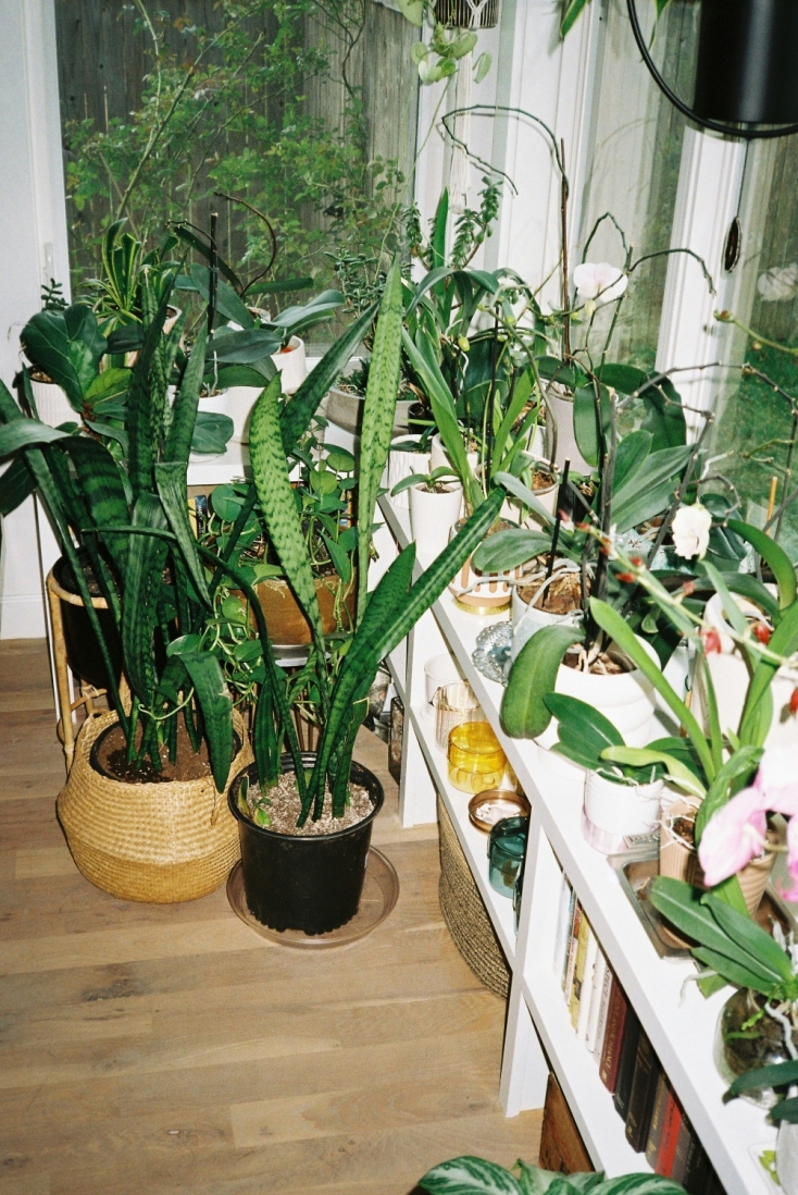 Houseplants